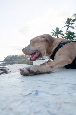 Foto de Perro pitbull dócil, con una correa, marrón mirando al mar desde la orilla. Animales domésticos y tranquilos - Imagen libre de derechos