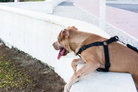 Foto de Beautiful brown pitbull with collar looking to the sides. Domestic and calm animal - Imagen libre de derechos