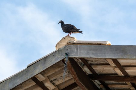 A black pigeon on the roof of a house. Wild life.