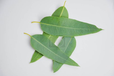 Photo for Eucalyptus leaves isolated from white background - Royalty Free Image