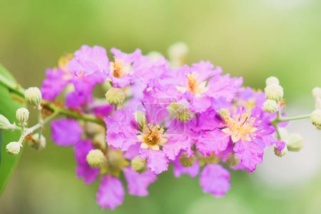 Fleurs violettes sur un fond naturel (Petria Volubilis)