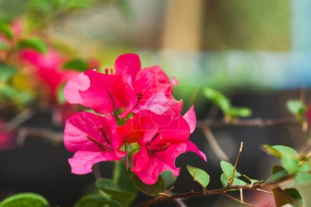 Im Garten blühen rosa Bougainvillea-Blüten.