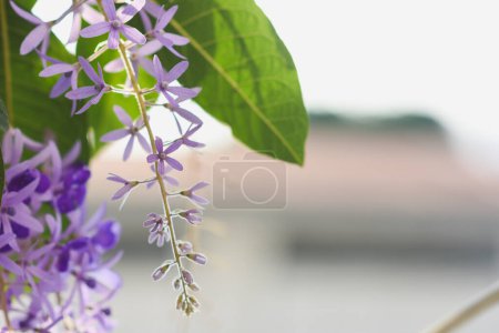 Lila Blüten auf natürlichem Hintergrund (Petria Volubilis)