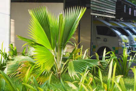 Palm trees in the hospital