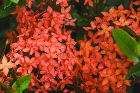 red flower and other name Ixora flower Spike flowers in garde