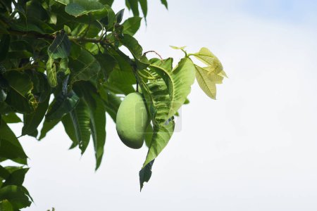 frische grüne Mangos auf dem Baum