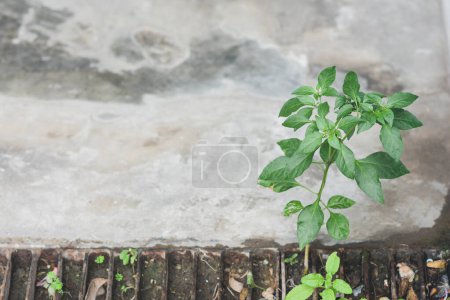 Téléchargez les photos : Une petite plante de chili qui commence à bien pousser et a des feuilles vert vif. se produisent naturellement - en image libre de droit