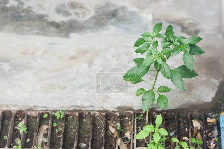 Téléchargez les photos : Une petite plante de chili qui commence à bien pousser et a des feuilles vert vif. se produisent naturellement - en image libre de droit