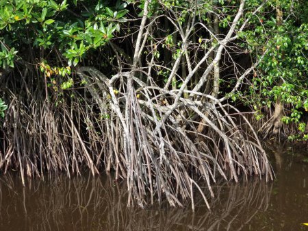 Téléchargez les photos : Forêt de mangroves dans la lagune avec beaucoup de mangroves. - en image libre de droit