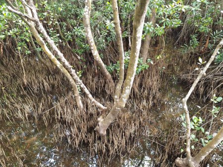 Téléchargez les photos : Forêt de mangroves dans la lagune avec beaucoup de mangroves. - en image libre de droit