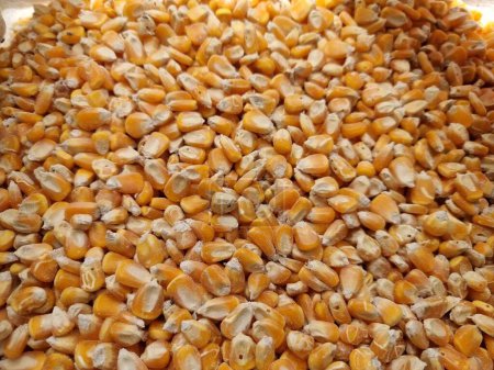 Foto de Los granos de maíz están empaquetados en sacos. primer plano macro disparo - Imagen libre de derechos