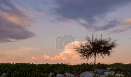 Photo for View of alone tree with sunset sky - Royalty Free Image
