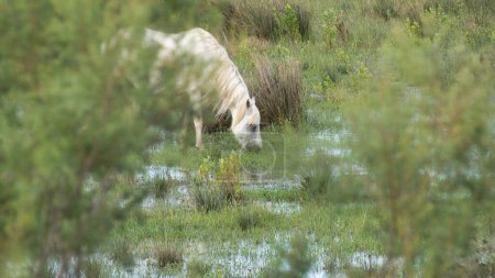 White horse grazing hidden and undisturbed in the Camargue marshes