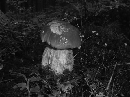 Photo for Greyscaled image - Shiny brown fungus,very delicious,growing at night in mossy environment | Porcino bolete with bitten cap among dark undergrowth - Royalty Free Image