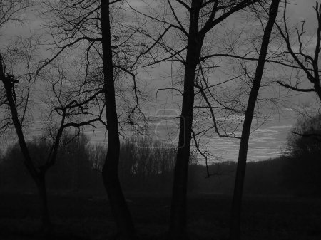 Téléchargez les photos : Image en échelle grise - Belle crépuscule rouge sanglant derrière les nuages, les forêts et les grands arbres nus pendant la soirée de l'hiver sans neige. - en image libre de droit
