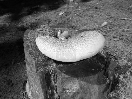 Téléchargez les photos : Gris ombragé - Vue de côté rapprochée sur un champignon pax aux pattes de velours de taille moyenne avec une couleur pâle sur un dessus de vieux mossy mossy moump - en image libre de droit
