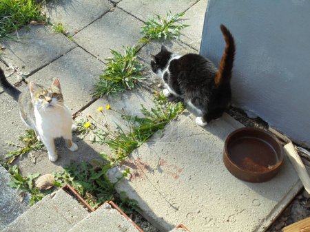 Paire de chats sur le trottoir, un regardant le trottoir, un à la caméra