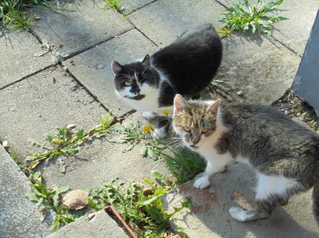 Deux chats regardant la caméra, de la vue du dessus, sur un trottoir pendant la journée ensoleillée