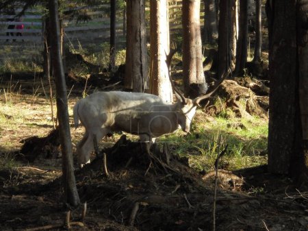 Rara vez ciervo leucista macho en barbecho con cuernos grandes en un bosque durante el otoño