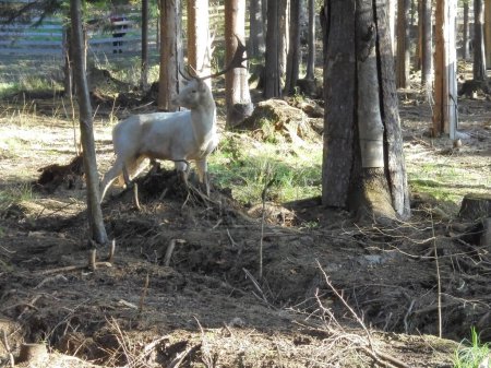 Rare leucistic male fallow deer with large antlers in a game enclosure