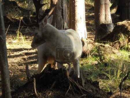 Rare leucistic male fallow deer turning around in a game enclosure