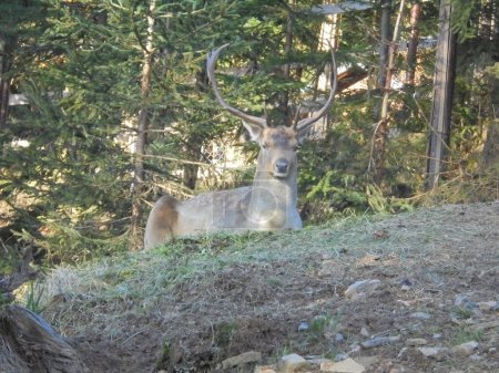 Majestuoso ejemplar macho de la especie dama dama, el ciervo en barbecho, acostado pacíficamente sobre un claro en un bosque de abetos en un recinto de caza