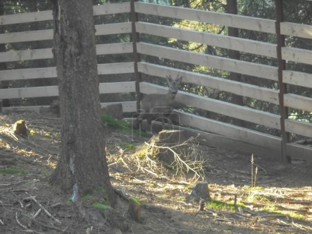 A scene from game enclosure: male roe deer standing next to a fence made from thick wooden beams,with a spruce tree in teh foreground
