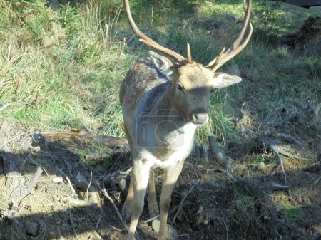 Detailed portrait of a fallow deer male,brown ruminant with white spots and large antlers,facing camera,during a sunny day in Czech game enclosure