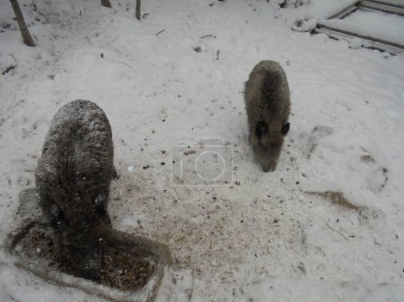 A pair of boars searching for food during freezing winter. One boar digging through snow,the other one digging through mash in a concrete trough.