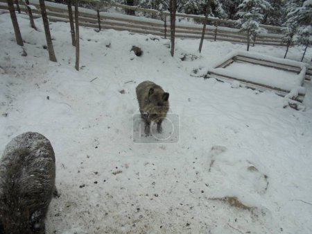 Winter scene with a wild boar facing camera in Czech game enclosure covered by snow and surrounded by a wooden beam fence
