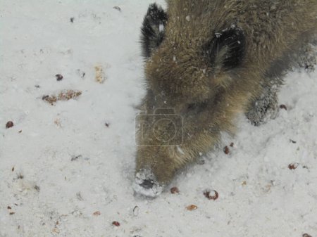 Disparo detallado: cabeza de un jabalí cavando en la nieve para encontrar algo de comida durante el frío día de invierno.