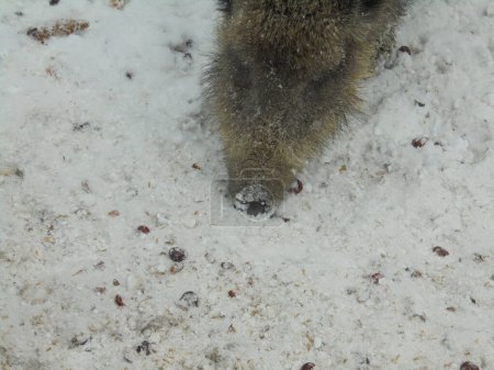 Nahaufnahme: Kopf eines Wildschweins, der seine Schnauze benutzt, um an kalten Wintertagen im Schnee nach Nahrung zu suchen