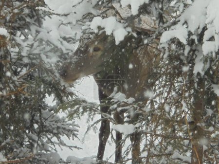 Winter scene: deer doe in the spruce forest among trees which are covered in snow during freezing day in Czech game enclosure