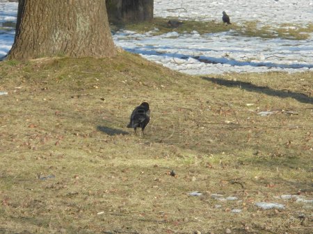 Distant image of common Czech winter bird,the rook,sitting on a meadow during snowless winter