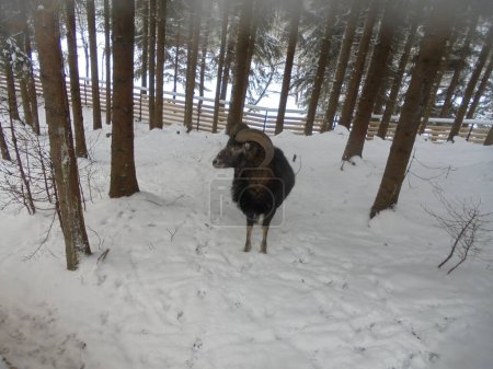 Winter scenery from game enclosure: male musmon covered by dark thick fur overseeing its territory covered by white layer of snow during a cold day