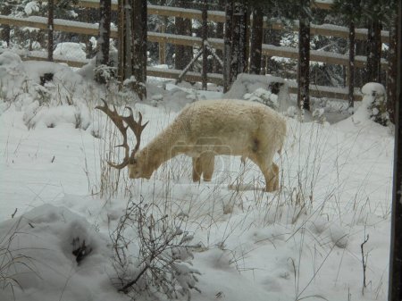 Escena de invierno: Ciervo superficial de color blanco raro causado por el leucismo busca comida bajo una gruesa capa de nieve durante el frío día de congelación