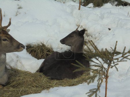 Fallow deer family scene: young specimen resting in hay being watched by its father,surrounded by white snow