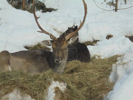 Calm scenery: male and female fallow deers laying on the ground covered by layer of hay,surrounded by remainders of snow during freezing winter day