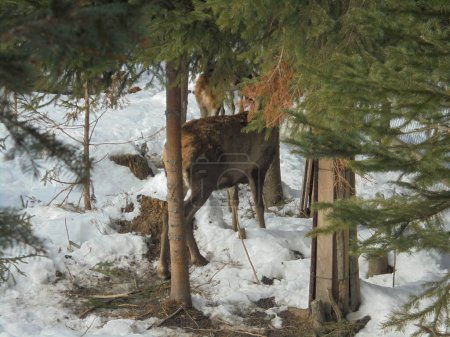 Escena de invierno: Un ciervo parcialmente escondido entre varios abetos delgados en un bosque cubierto de nieve en las montañas checas