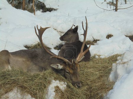 Peaceful image of male and female fallow deers resting on the ground covered by layer of hay,surrounded by remainders of snow