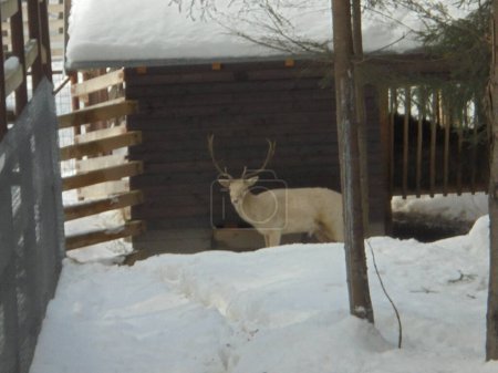 Winter scene featuring a rare fallow dear with leucism standing by his trough at a barn in a game enclosure during snowy day in Czech mountains