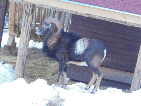 Bright winter day scenics: male musmon in its thick winter fur,from side view. Majestic ungulate with curved horns standing in front of his haystack in Czech game enclosure