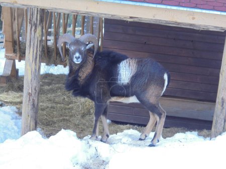 Male musmon standing at his hay stack and looking directly at the camera,looking confrontational,during cold winter day in a game enclosure in Czech mountains