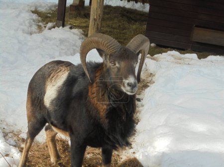 Musmon with thick black winter fur,seen from side and front,standing in his game enclosure surrounded by remainders of snow during the late winter in Czech mountains