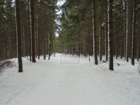 Finales de febrero en las montañas Beskydy en Chequia, Europa. Bosque de picea con suelo cubierto de nieve, y con restos de nieve en los árboles y los troncos