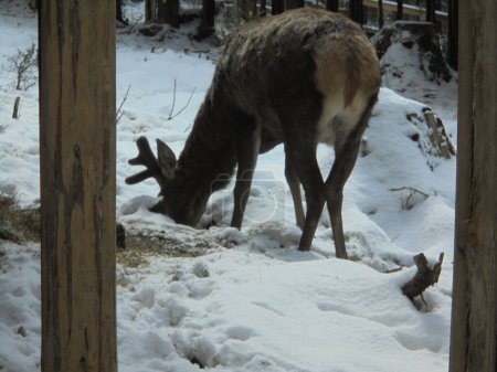 Scène hivernale de l'enclos à gibier du village de Bila, en Tchéquie : des cerfs juvéniles avec des bois en croissance creusent dans la neige pour trouver de l'herbe à manger