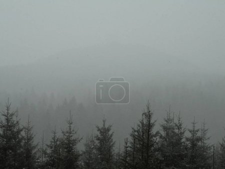 Foto de Bosque profundo de abetos en las montañas Beskydy casi completamente escondido en la densa niebla, proporcionando una escena misteriosa pero hermosa - Imagen libre de derechos