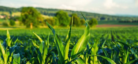 Photo for Agricultural landscape with green corn fields on hills. Art rural landscape. Field and green grass. Countryside on a bright sunny day. Color in nature. Beauty in the world. - Royalty Free Image