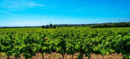Photo for Wide panoramic shot of a summer vineyard. Travel to France. Deep blue sky over vineyard. Wine Route in sunny day. Gorgeous view over a South France landscape. - Royalty Free Image