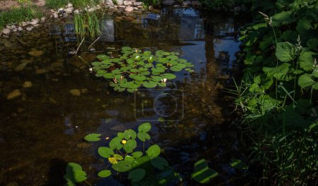 Picturesque view of water lilies growing among green leaves on calm pond. Garden pond with water lilies and lotuses. Atmosphere of relaxation, tranquility and happiness.